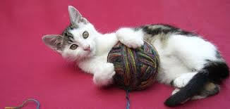 photo of small cat